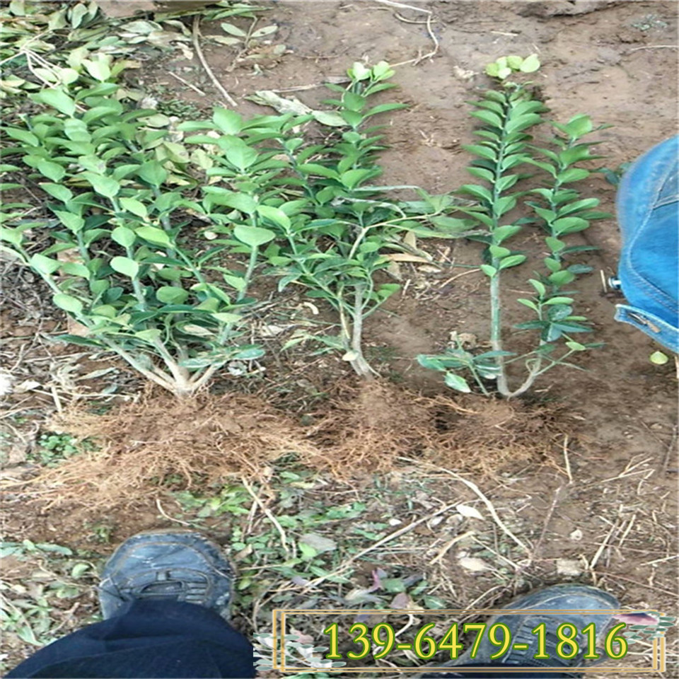 供应园林绿化大叶冬青容器苗 30公分冬青杯苗 量大从优欢迎选购