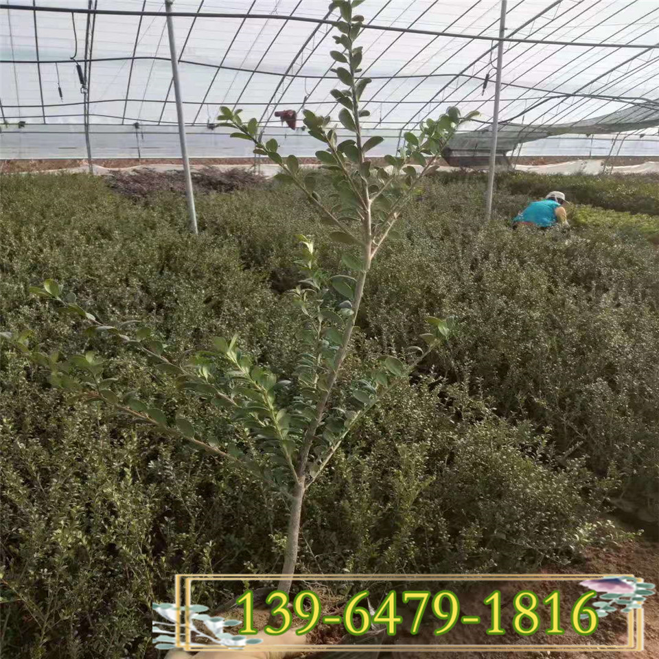 常年供应龟甲冬青 龟甲冬青小苗 多枝冬青苗等各种绿化苗