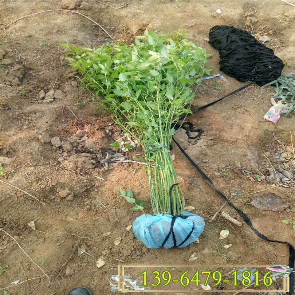园林绿化用棣棠花幼苗 灌木棣棠盆栽苗 北方种植地栽棣棠花