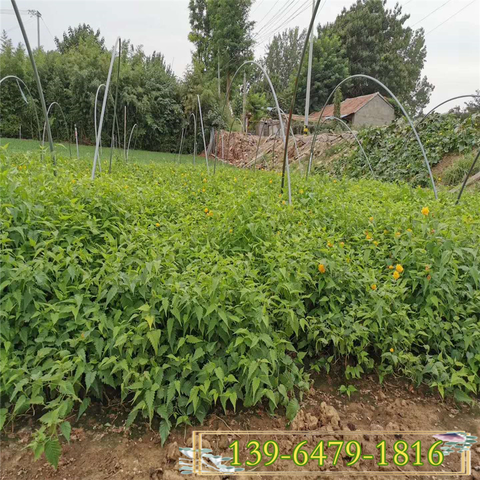  耐荫花灌木棣棠 耐寒植物棣棠花苗根系发达好成活 金花满树