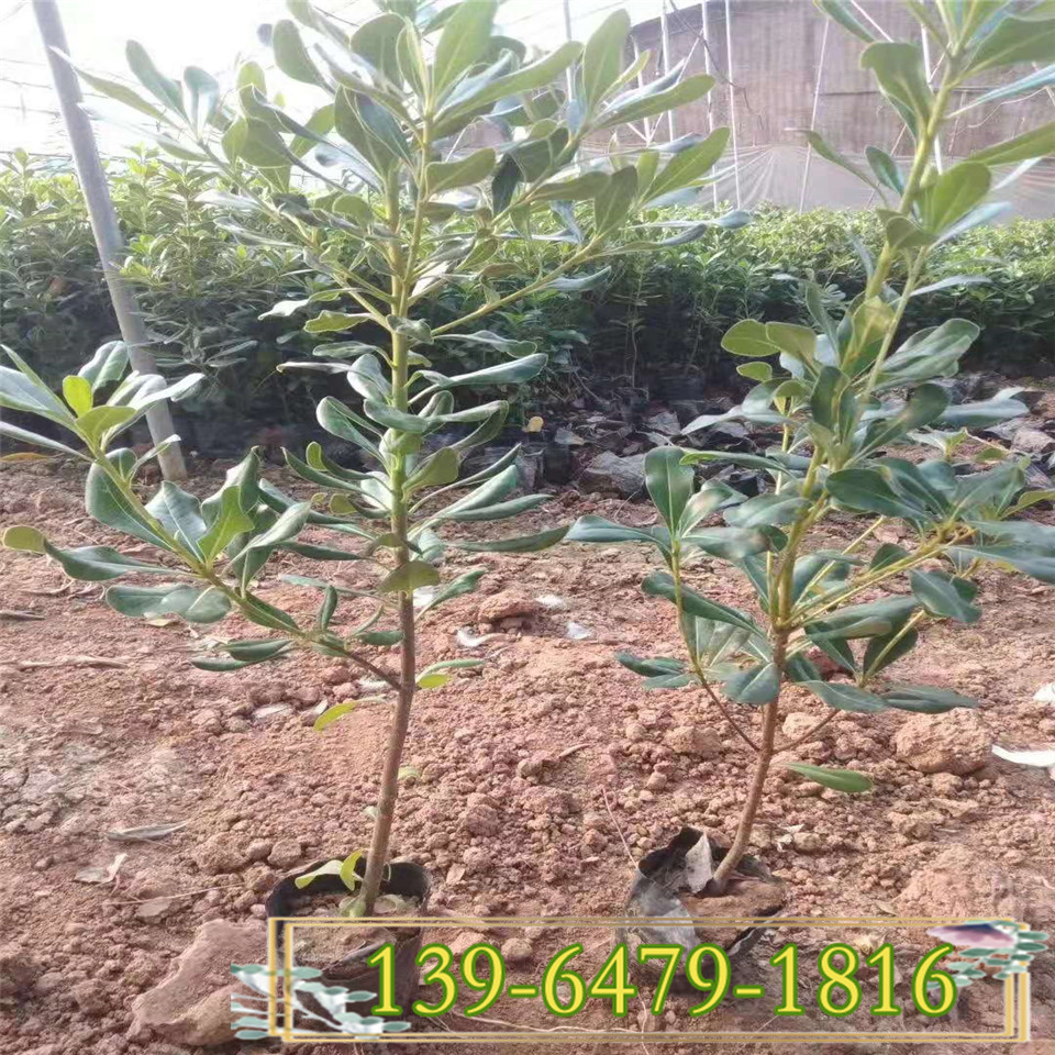 绿化带常用树苗海桐带土盆苗 高度30公分海桐小苗 海桐园林应用