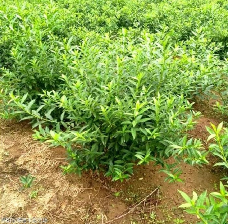大冠幅连翘花 大棵连翘花价格 连翘花基地