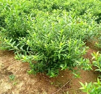 大冠幅连翘花 大棵连翘花价格 连翘花基地