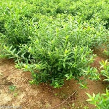 大冠幅连翘花 大棵连翘花价格 连翘花基地