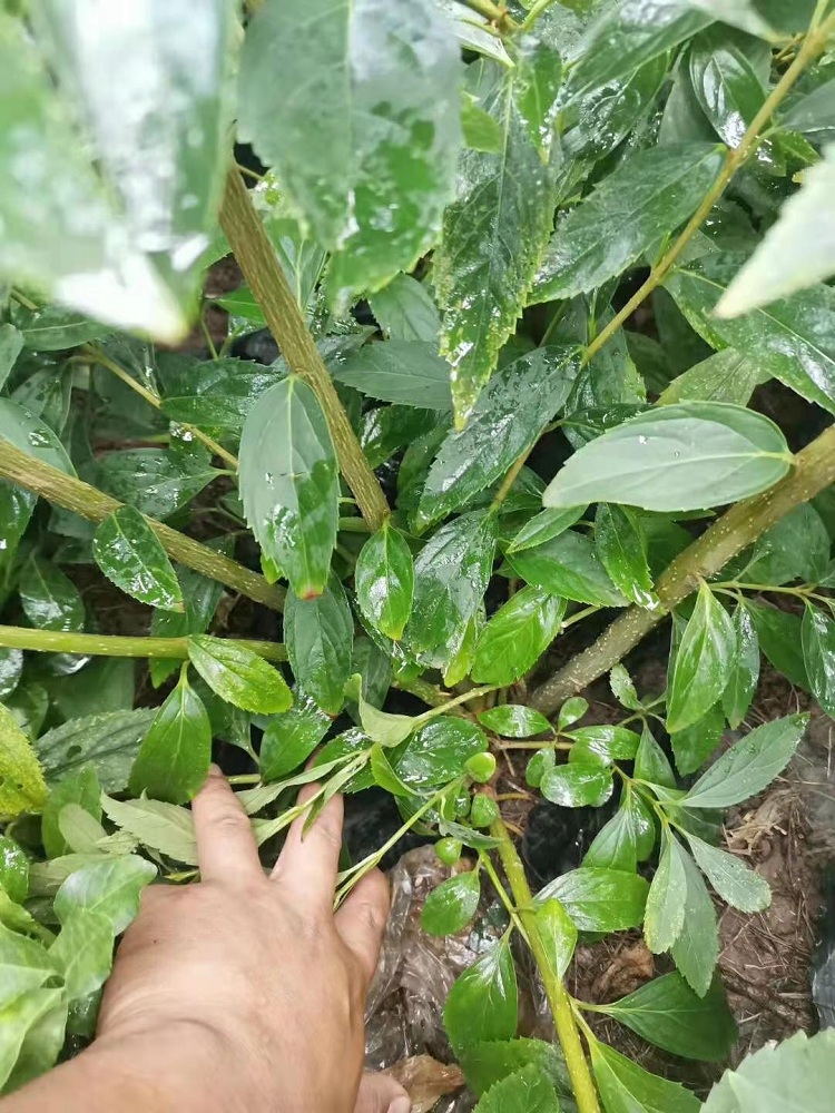 连翘花 黄花连翘价格