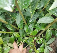 连翘花 黄花连翘价格
