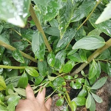 连翘花 黄花连翘价格