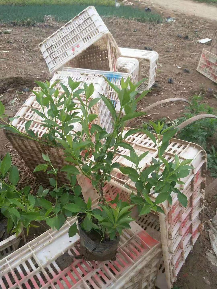 连翘花