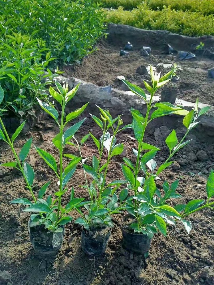 连翘花批发 