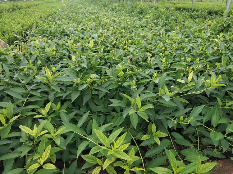 连翘花杯苗价格