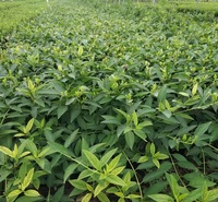 连翘花杯苗价格