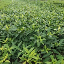 连翘花杯苗价格