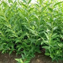 多分枝连翘花苗 营养钵连翘花 丛生连翘花价格