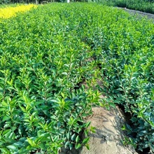 连翘花杯苗批发 连翘花苗价格
