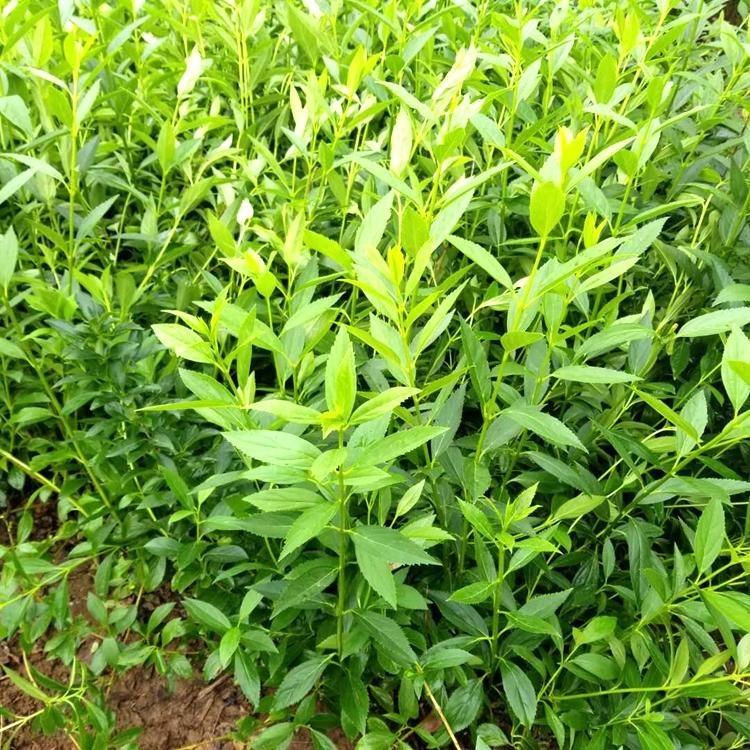 连翘花 早春开花品种连翘