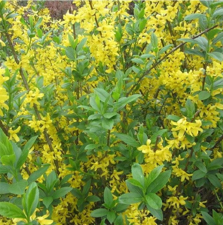 丛生连翘花价格 地栽大棵丛生连翘花 连翘花批发
