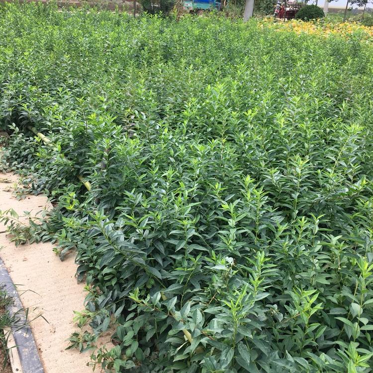 连翘花价格