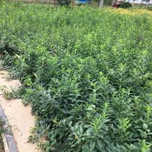 连翘花价格