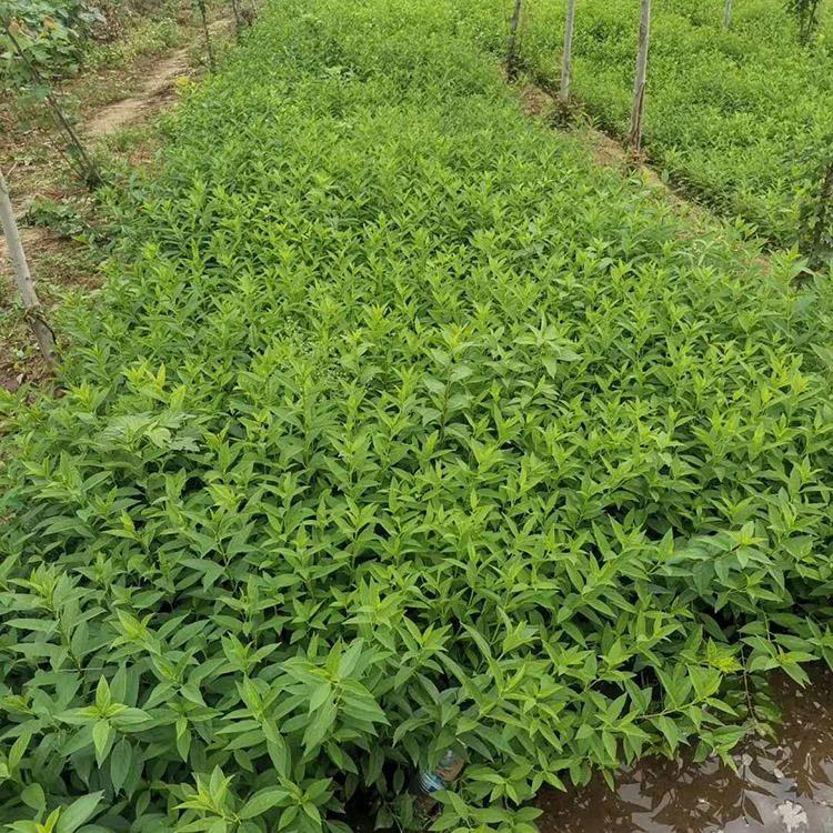多分枝连翘花苗 营养钵连翘花 盆栽连翘
