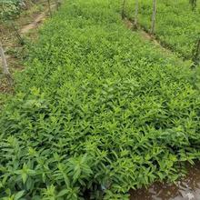 多分枝连翘花苗 营养钵连翘花 盆栽连翘
