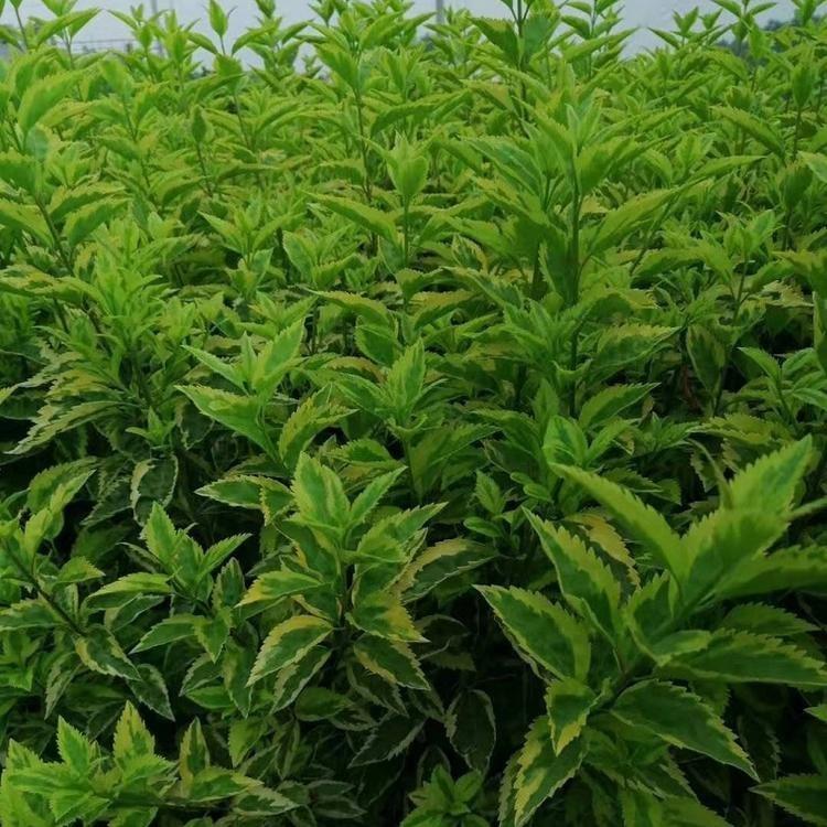 金边连翘 金边连翘花批发 多分枝金边连翘