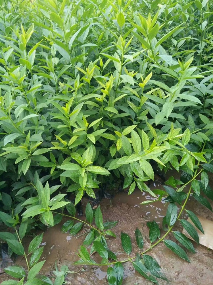 连翘花批发 