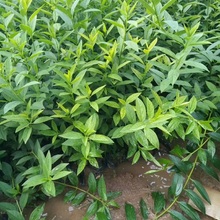 连翘花批发 