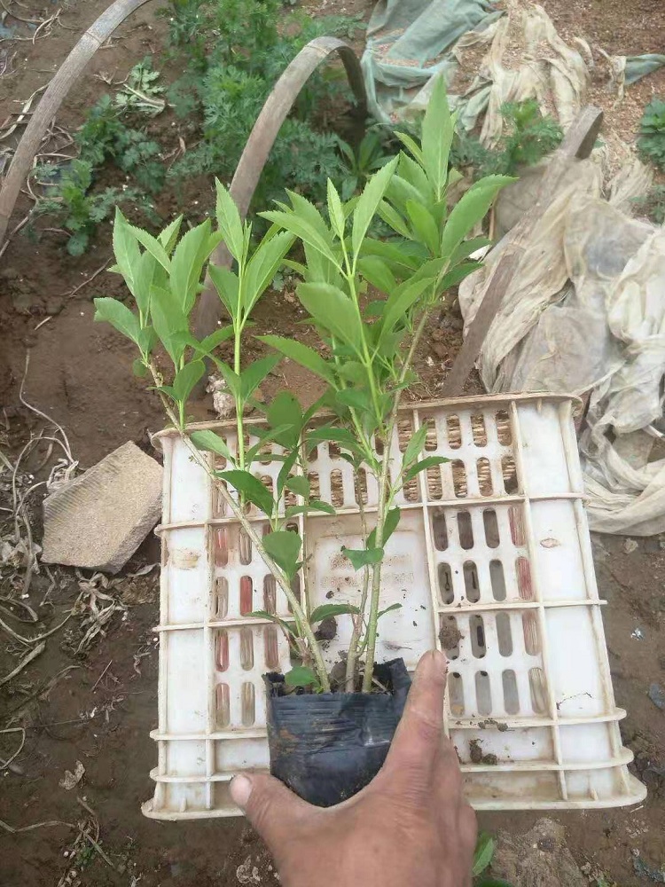 连翘 连翘花苗价格 上盆连翘顺和花卉基地直销 质优价廉