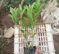 连翘 连翘花苗价格 上盆连翘顺和花卉基地直销 质优价廉