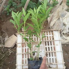 连翘 连翘花苗价格 上盆连翘顺和花卉基地直销 质优价廉