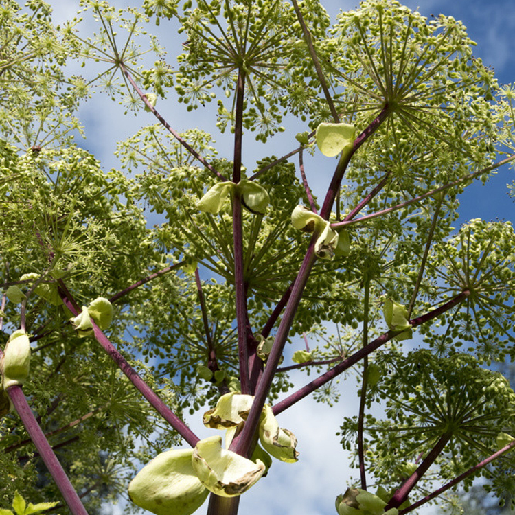 饱满白芷种子批发 白芷种植技术与亩产量