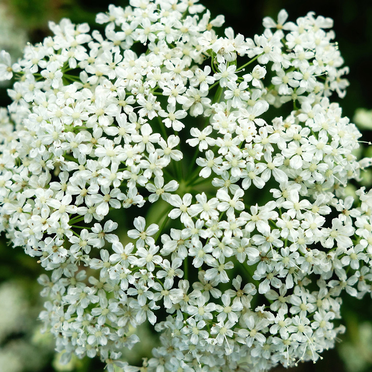 亳州白芷新价格行情