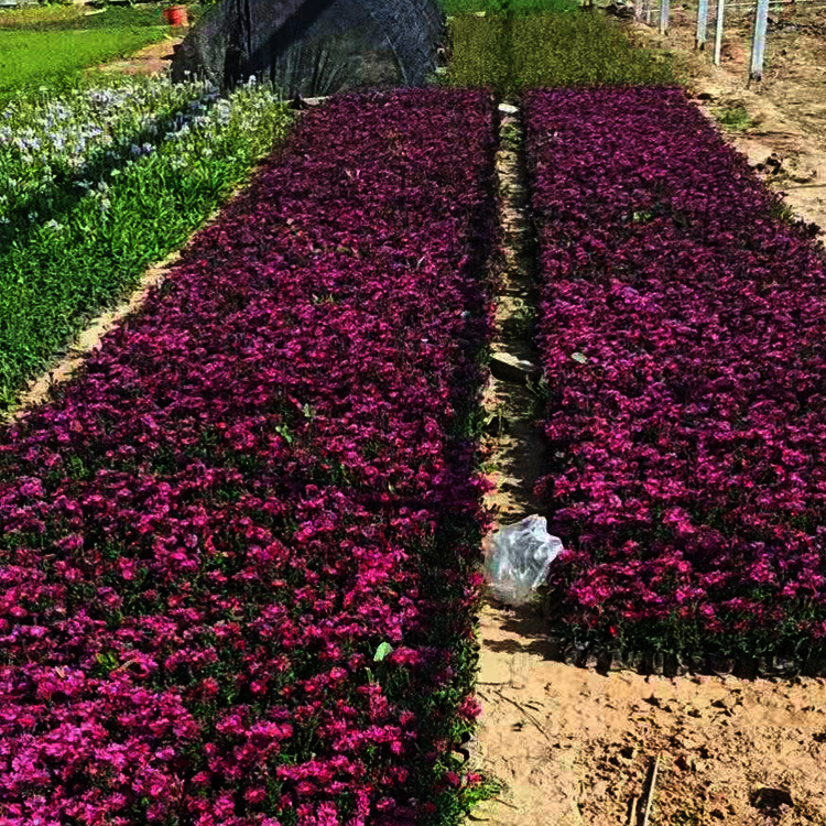 荷兰菊种子  荷兰菊小苗 荷兰菊报价表 夏杰花卉