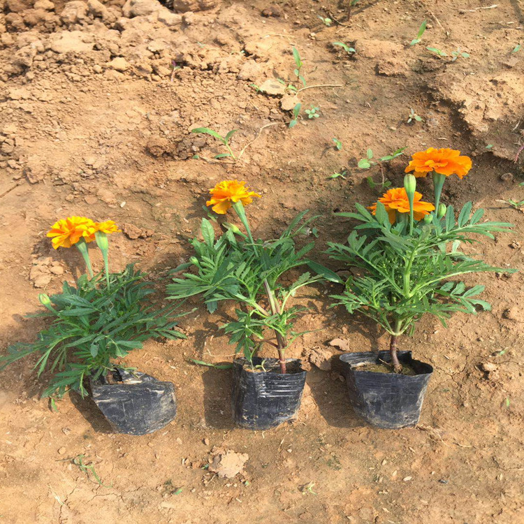 观花孔雀草 孔雀草种植 孔雀草销售