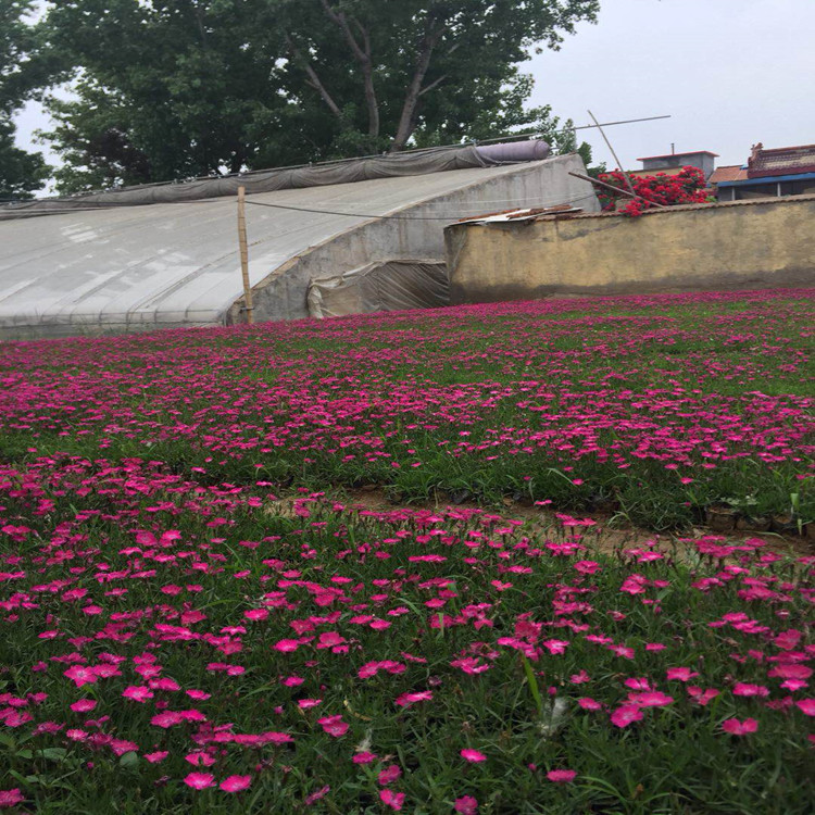 双色盆欧石竹 欧石竹苗价格 河川  批发基地销售