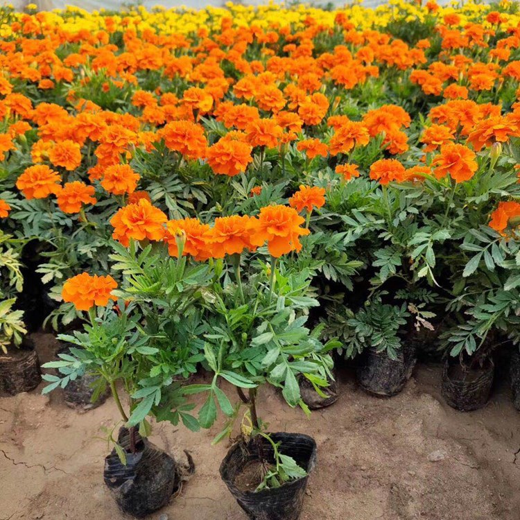 观赏花卉孔雀草 盆栽花卉孔雀草  孔雀草基地 
