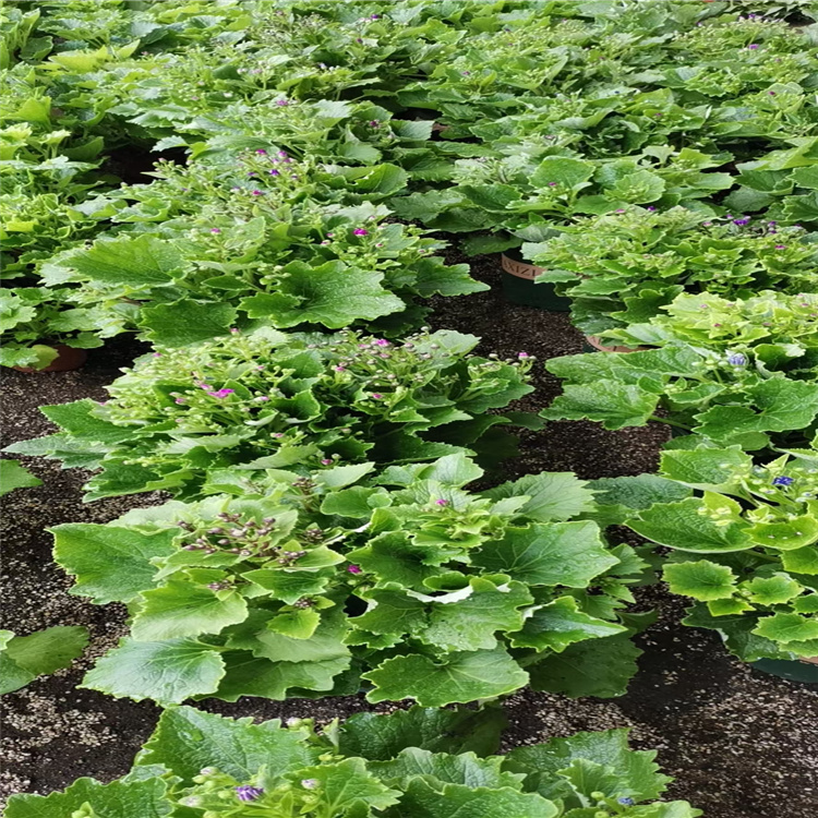 盆栽瓜叶菊出售 瓜叶菊批发零售 瓜叶菊报价 江瑞花卉