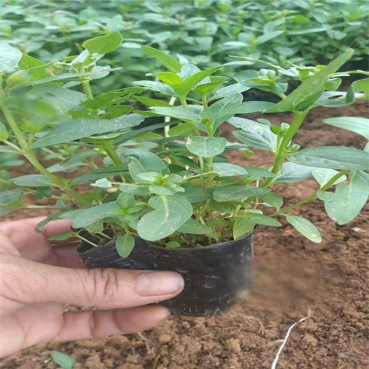 河北绿化用千屈菜 经销商报价 河北千屈菜批发 江瑞园艺