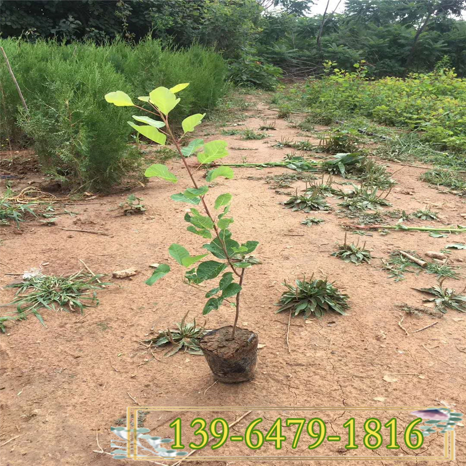 供应绿化苗木60公分高黄栌苗 现挖现卖 山东苗圃黄栌带土苗