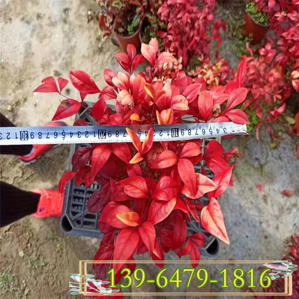 基地批发40公分高火焰南天竹盆栽 山东青州花卉基地直供