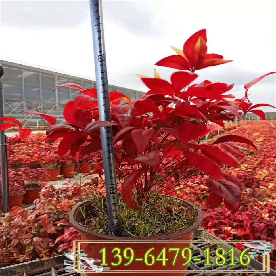 高度25公分火焰南天竹种植厂家 盆栽红叶火焰南天竹批发基地 北方货源