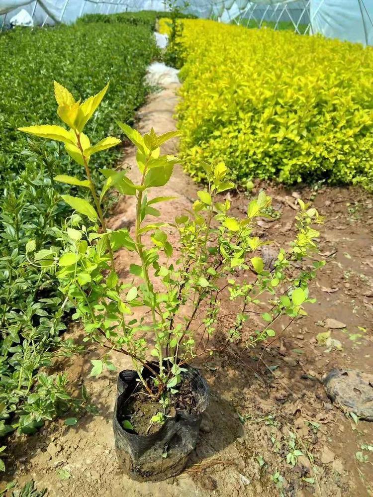 金山绣线菊