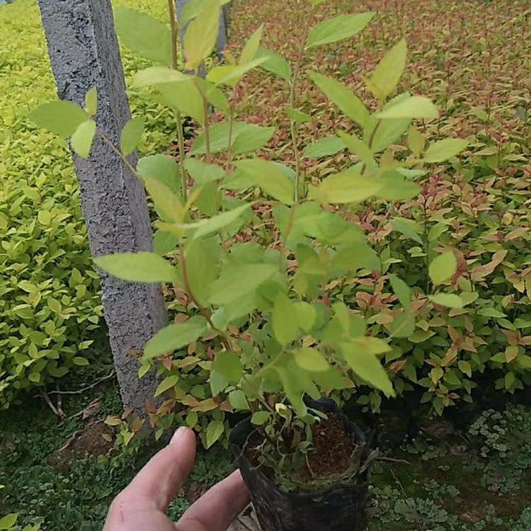 绣线菊厂家 青州金山绣线菊价格