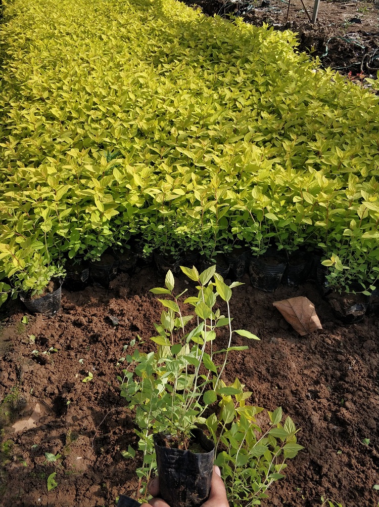 绣线菊 金山绣线菊 彩色灌木金山绣线菊