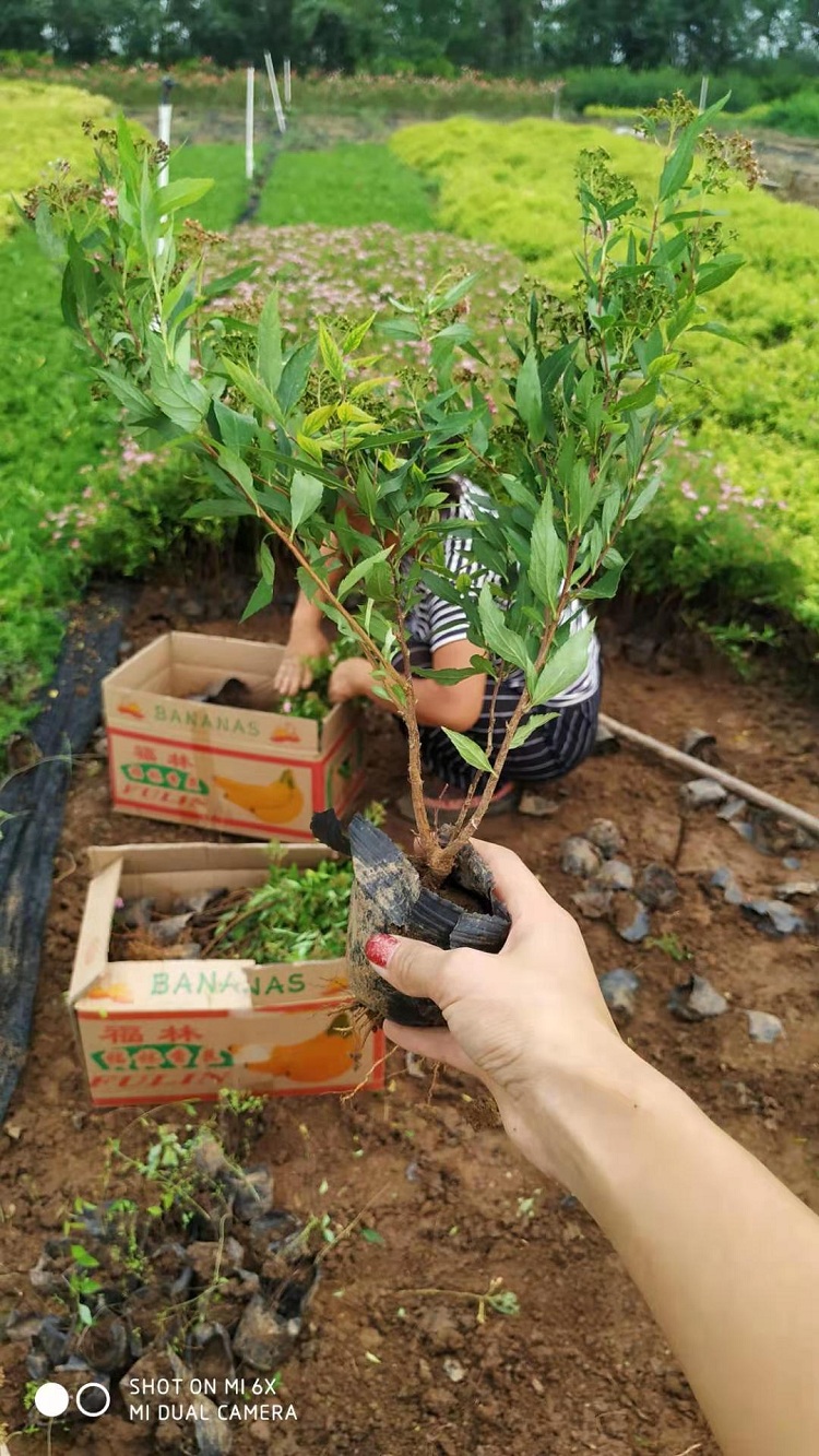 金焰绣线菊 杯苗金焰绣线菊