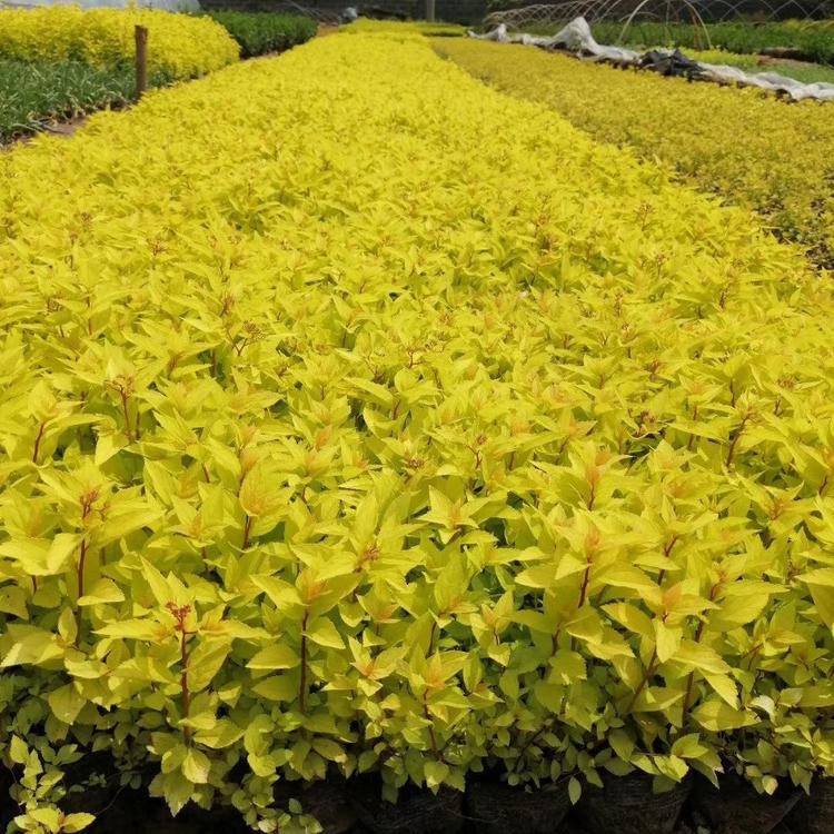 绣线菊批发 金山绣线菊杯苗
