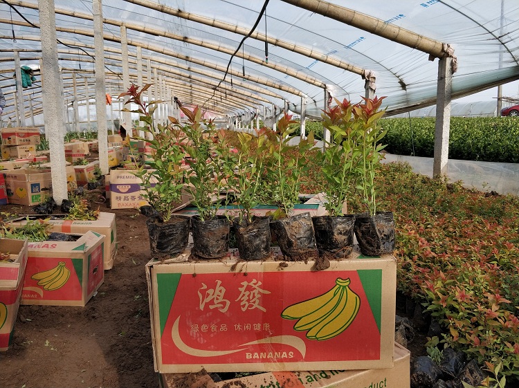 金焰绣线菊 彩色灌木金焰绣线菊