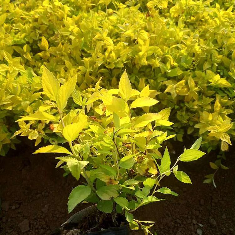 金山绣线菊批发 绣线菊杯苗价格 