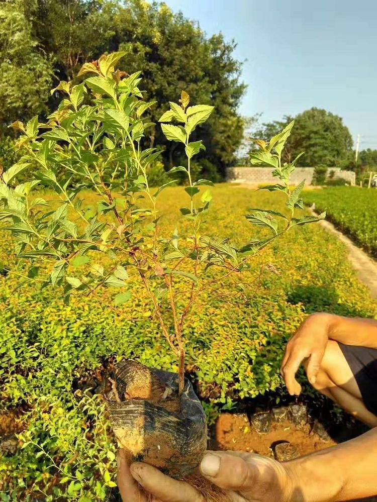 绣线菊 北方金山绣线菊批发