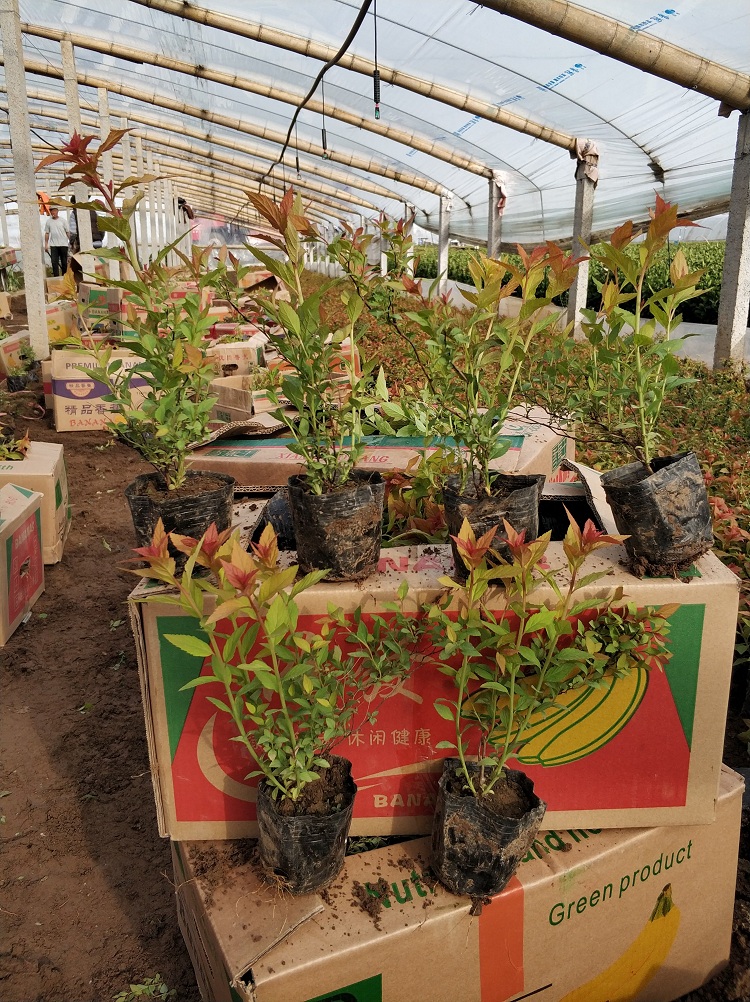金焰绣线菊
